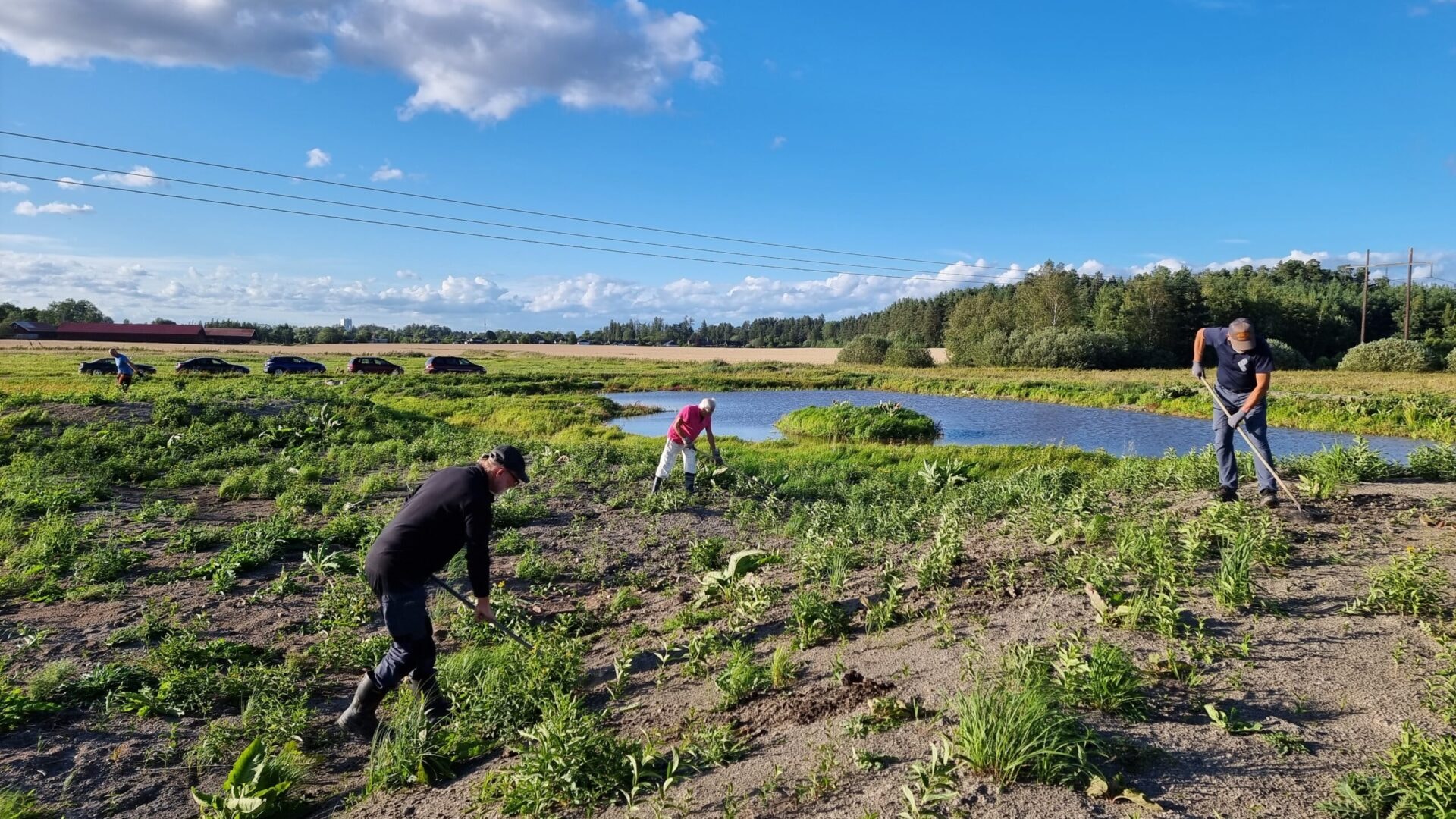 Kvällsarbete med gänget: Rensa bort lite växtlighet och krattning på platserna som vi ska fröså på, ...