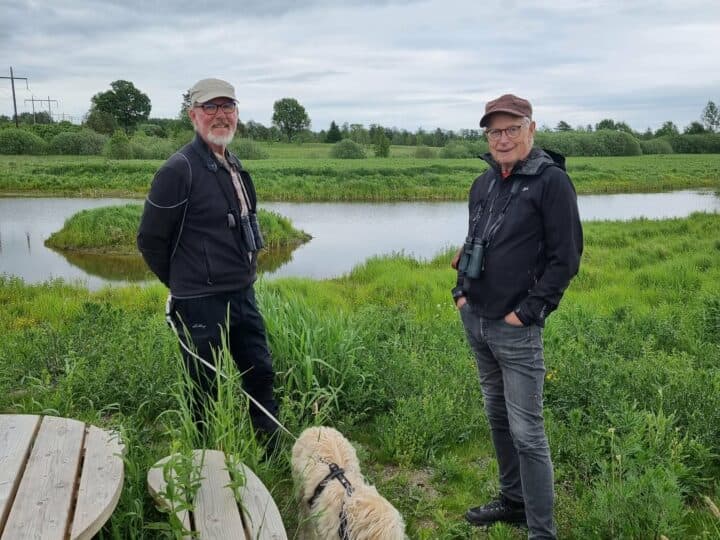 Mindre strandpiparen, var ett av objekten som vi träffade på intill myr´n